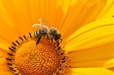 bienen retten