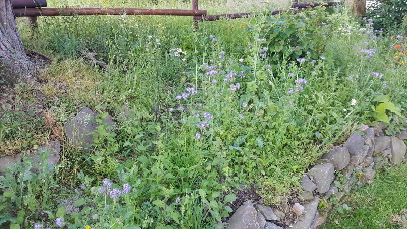 bienen retten
